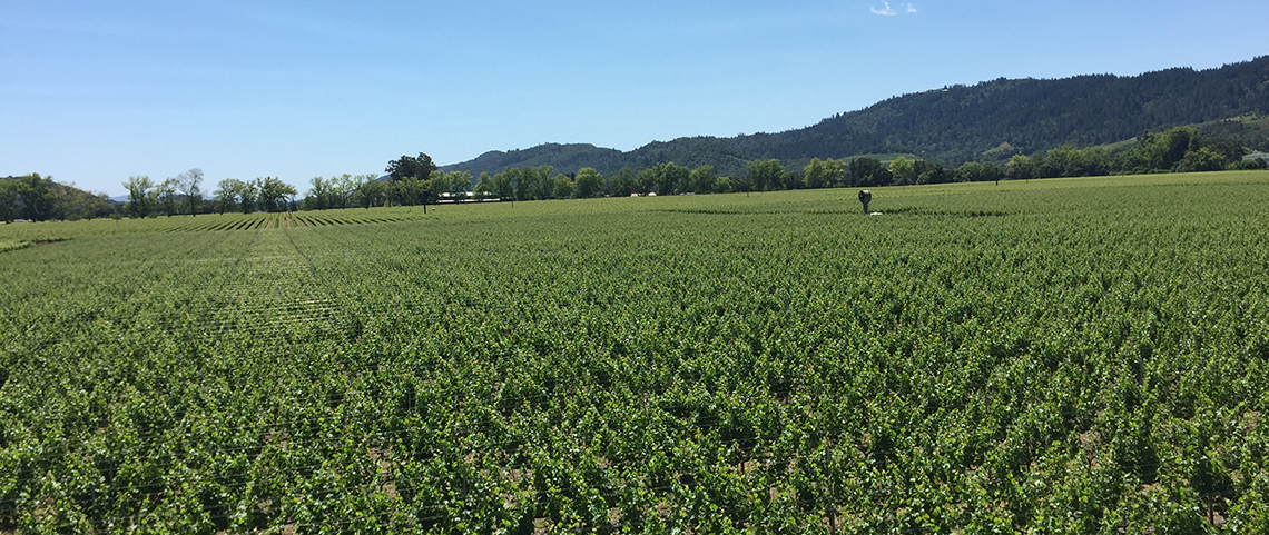 Napa landscape shot on iPhone 6